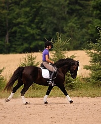 Curly Horse Ridden Dressage
