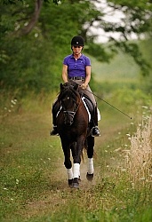 Curly Horse Ridden Dressage