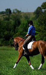 Oldenburg Schooling Dressage Outside of the Arena