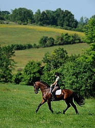 Oldenburg Schooling Dressage Outside of the Arena