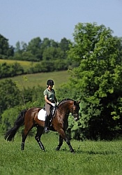Oldenburg Schooling Dressage Outside of the Arena