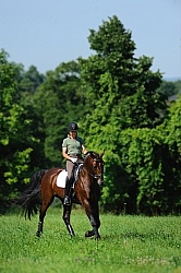 Oldenburg Schooling Dressage Outside of the Arena