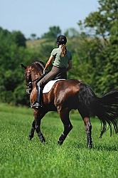 Oldenburg Schooling Dressage Outside of the Arena