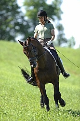 Oldenburg Schooling Dressage Outside of the Arena