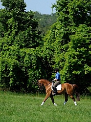 Oldenburg Schooling Dressage Outside of the Arena