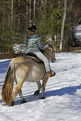 Norwegian Fjord Riding in Winter