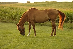 Senior Horse