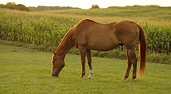 Senior Horse