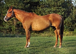 Senior Horse