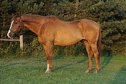Senior Horse