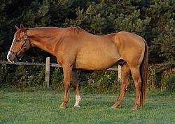 Senior Horse
