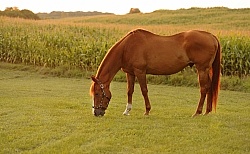 Senior Horse