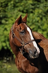 Senior Horse Portrait