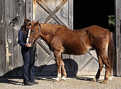 Senior Horse with Owner