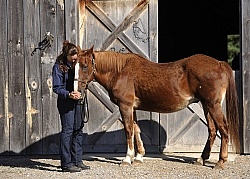 Senior Horse with Owner