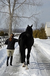 Fallowfield Farms Winter Leading