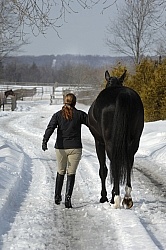 Fallowfield Farms Winter Leading