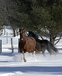 Morgans Free Running in Snow
