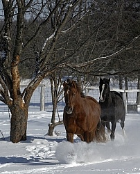 Morgans Free Running in Snow