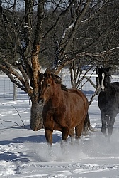 Morgans Free Running in Snow