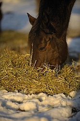 Feeding Hay on Winter