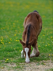  Canadian Sport Horse Foal
