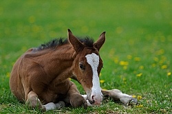 Canadian Sport Horse Foal