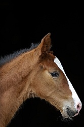  Canadian Sport Horse Foal
