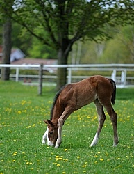 Canadian Sport Horse Foal
