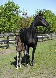 Hannoverian Mare and Foal