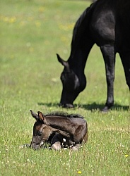 Hannoverian Mare and Foal