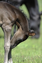 Hannoverian Mare and Foal