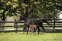 Hannoverian Mare and Foal