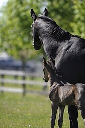 Hannoverian Mare and Foal
