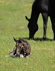 Mare and Foal Hanoverian Mare and Foal