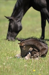 Hanoverian Mare and Foal