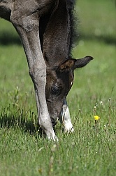 Hanoverian Mare and Foal