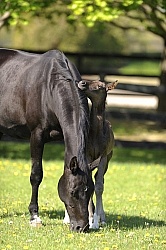 Hanoverian Mare and Foal