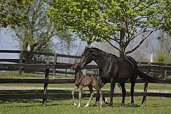  Hanoverian Mare and Foal