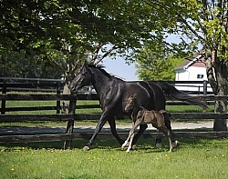 Hanoverian Mare and Foal