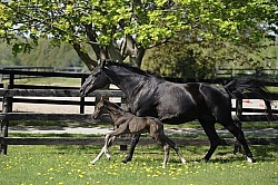 Hanoverian Mare and Foal