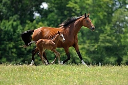 Oldenburg Mare and Foal from Pangaea Farms