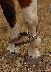 Hobbled Horse at Blue Sky Sage