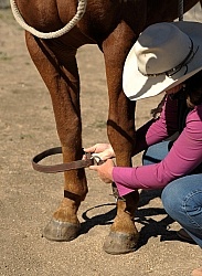 Hobbling a Horse at Blue Sky Sage