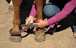 Hobbling a Horse at Blue Sky Sage