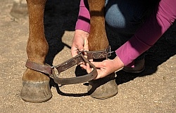 Hobbling a Horse at Blue Sky Sage