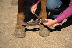 Hobbling a Horse at Blue Sky Sage