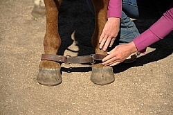 Hobbling a Horse at Blue Sky Sage 