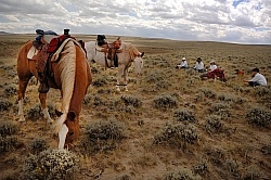 Hobbled Horse at Blue Sky Sage 