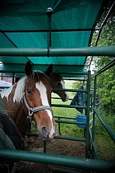 The Covered Stalls at Pure Country Campgrounds Portable Stalls